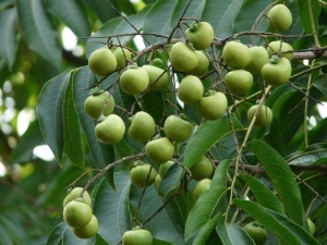 ޻ӵĹЧ ޻ӿԤͷƤм