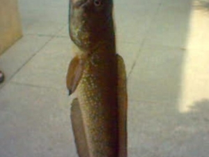 ������Ӫ����ֵ ����������ô��