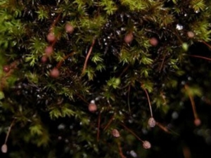 ̫����Ĺ�Ч������ ̫����ĸ���