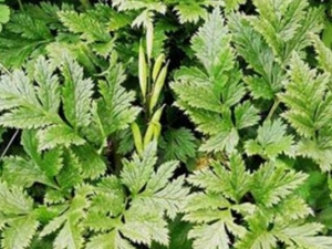 ̫�����ߵĹ�Ч������ ̫�����ߵĸ���