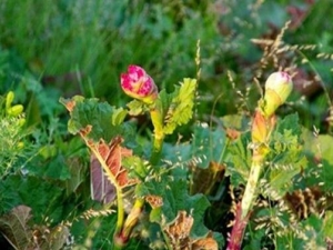 ��ƾ��Ĺ�Ч������ ��ƾ����÷�����