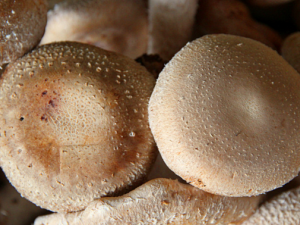 ����_����Ĺ�Ч|�÷�