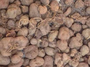 �Ͷ��ߴ��� �Ͷ��߹�Ч �Ͷ��߸�������