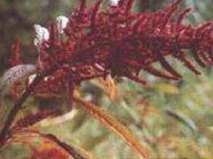 ��ǹ�ȸ��Ĺ�Ч������ ��ǹ�ȸ��ĸ���