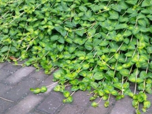 ���βݵĹ�Ч������ ���βݵĸ���