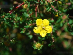 ̵СҶ¶÷ĹЧüҩüֵ