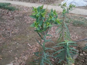 �����ӵĹ�Ч������ �����ӿ��Գ���