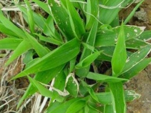 ����ӵĹ�Ч������ ����ӵĸ���