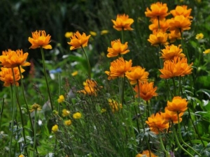 �������Ĺ�Ч������ ��������������