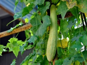 ˿�ϵ�Ӫ����ֵ ˿���������� ˿������ʲô��