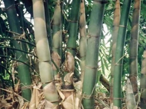 ������Ĺ�Ч������ ������ĸ�������