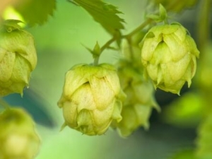 ơ�ƻ��Ĺ�Ч������ ơ�ƻ��ܷ�����