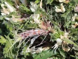 �����������Ĺ�Ч������ �����������ĸ���