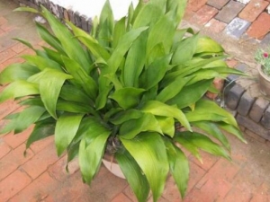 �հ�Ҷ�Ĺ�Ч�����á��հ�Ҷ�ĸ���