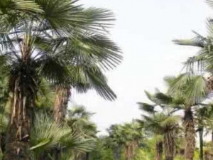 �������Ĺ�Ч�����á��������ĸ���