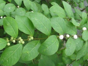 �׷���Ҷ�Ĺ�Ч������ �׷���Ҷ���η�ʪ����