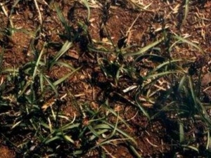 ��ӱ̦�ݵĹ�Ч������ ��ӱ̦�ݵĸ���