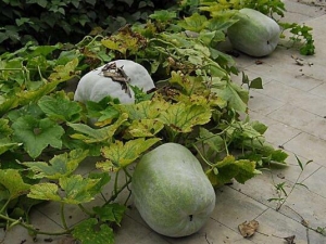 �°���ӷ����ô�� ��ʲô����