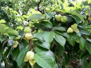 �׹�ľ���Ĺ�Ч������ ��֭������Գ԰׹�ľ����