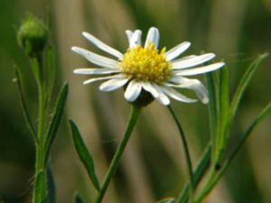 ��ͷ��11��֢״ ��δ���ͷ����Ľ���״��