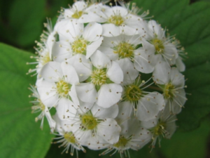 �ں���_�ں����Ĺ�Ч|��������