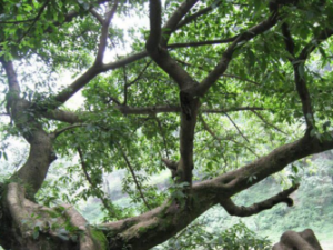 �Ƹ���_�Ƹ����Ĺ�Ч|��������