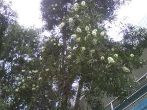 ��ǧ��Ĺ�Ч������ ��ǧ��ĸ���