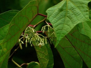 �˽Ƿ�Ĺ�Ч������ �˽Ƿ��ж���