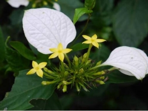 ��Ҷ�𻨵Ĺ�Ч������ ��Ҷ���ж���