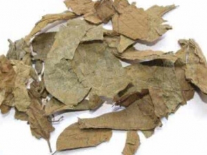 ����Ҷ�Ĺ�Ч������ ����Ҷ�и��ܺ���