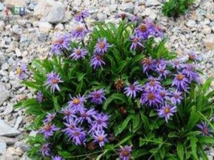 ���ҵĹ�Ч������ �и����Գ�������