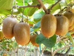 ���ʳ�ʲôˮ���� ���ʵ���ʳ��������Щ