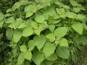 ����ݵĹ�Ч������ ����ݵ��ٴ�Ӧ��