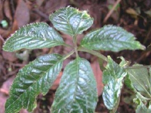 �����ݸ��Ĺ�Ч������ �����ݸ��ĸ�������