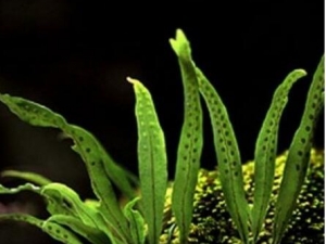 ���¿ڲݵĹ�Ч������ ���¿ڲݵĸ���