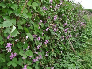 ⶹٵĹЧ ⶹڼˮƹؽ