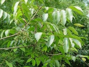 Ұ�����Ĺ�Ч������ Ұ�����ĸ���