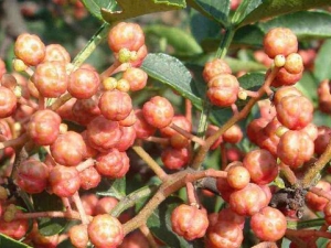 ��Ҷ�����Ĺ�Ч������ ��Զ�Ҷ�����������кô���