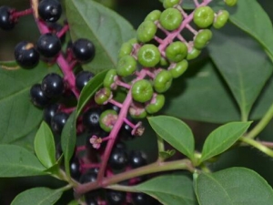 ��½�Ĺ�Ч������ ��½���Ի�������