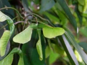 �ɶ����Ĺ�Ч������ �ɶ�����ɶ���ʲô��ϵ