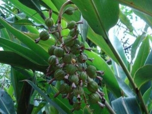 ţʺ���Ĺ�Ч������ ţʺ���ľ��ü�ֵ