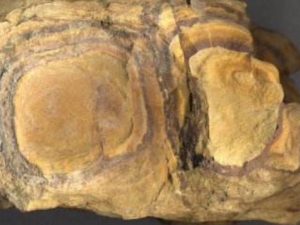 �������Ĺ�Ч������ ��ʯ֬��������������