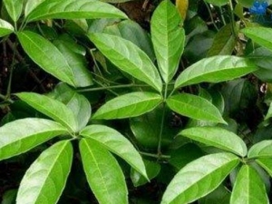 ����ٵĹ�Ч������ ����ٵ��÷�����