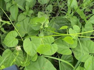 ����-���ٵĹ�Ч|��������