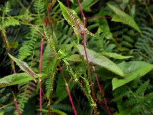 ��Ҷޤ_��Ҷޤ�Ĺ�Ч����|�÷�����