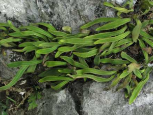 ��ԲʯΤ_��ԲʯΤ�Ĺ�Ч|�÷�����