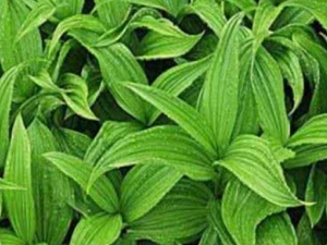 ޼«ĹЧ иΪʲôܳ޼«