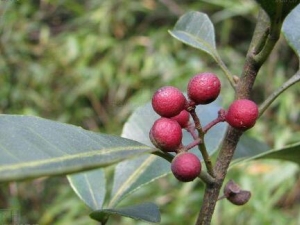 ɢѪɵĹЧ ɢѪη纮