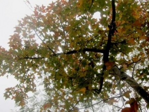 ��Ҷ��Ĺ�Ч������ ��Ҷ�������ʪ��