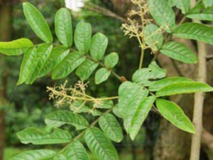 ��ǹ�˵Ĺ�Ч������ ��ǹ�˵��÷�����